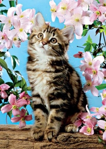 Puzzle Cat in Blossom - Banbury Arte