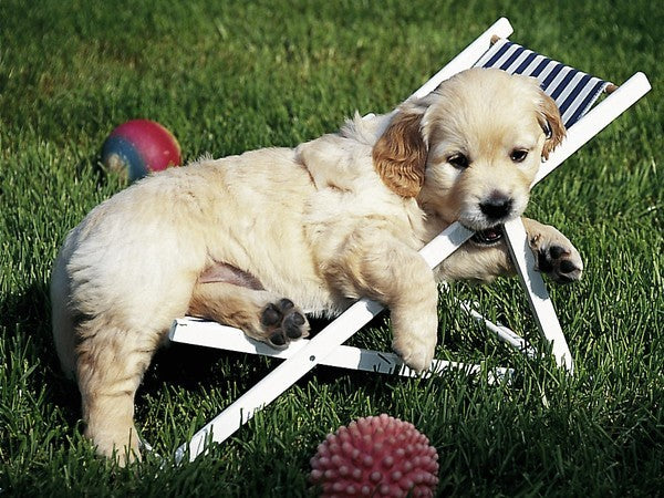 Puzzle Golden Retriever (1997) -  500 piezas Ravensburger