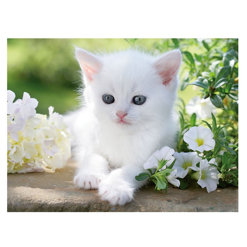 Puzzle Gato Blanco - 1500 piezas Ravensburger 16243