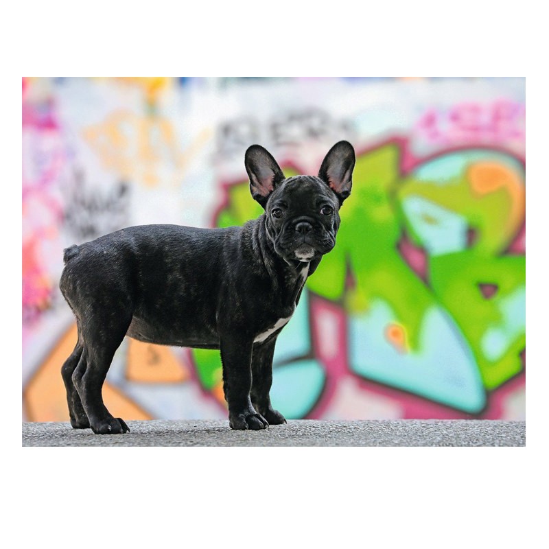 Puzzle Bulldog Francés - Banbury Arte