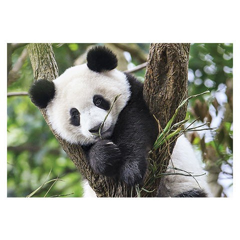 Puzzle Cute Panda - Banbury Arte